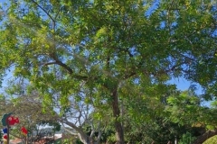 Projeto-Lapis-em-Marilia-3