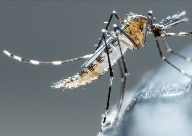 Cuidado com a dengue!